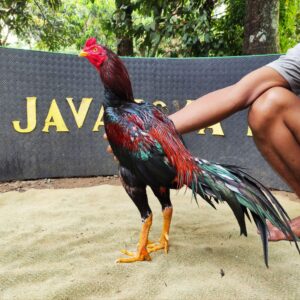 JENGGO BRAMATIUS