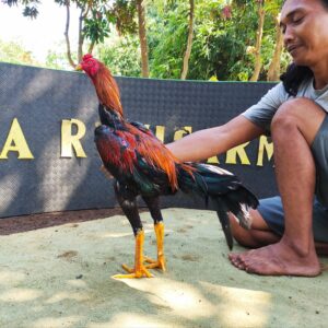 wp-17759782856736980980935686272107.jpg CHENKO RAKALANGIT