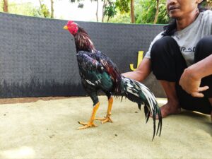 BARGON BRAMATIUS (SOLD OUT)