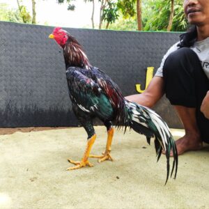 BARGON BRAMATIUS (SOLD OUT)