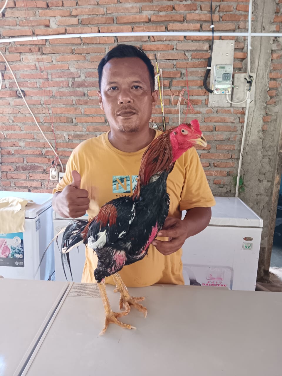 Ayam aduan cilacap