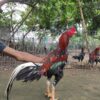 ayam aduan super calon juara dunia Nagasima