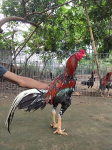 ayam aduan super calon juara dunia Nagasima