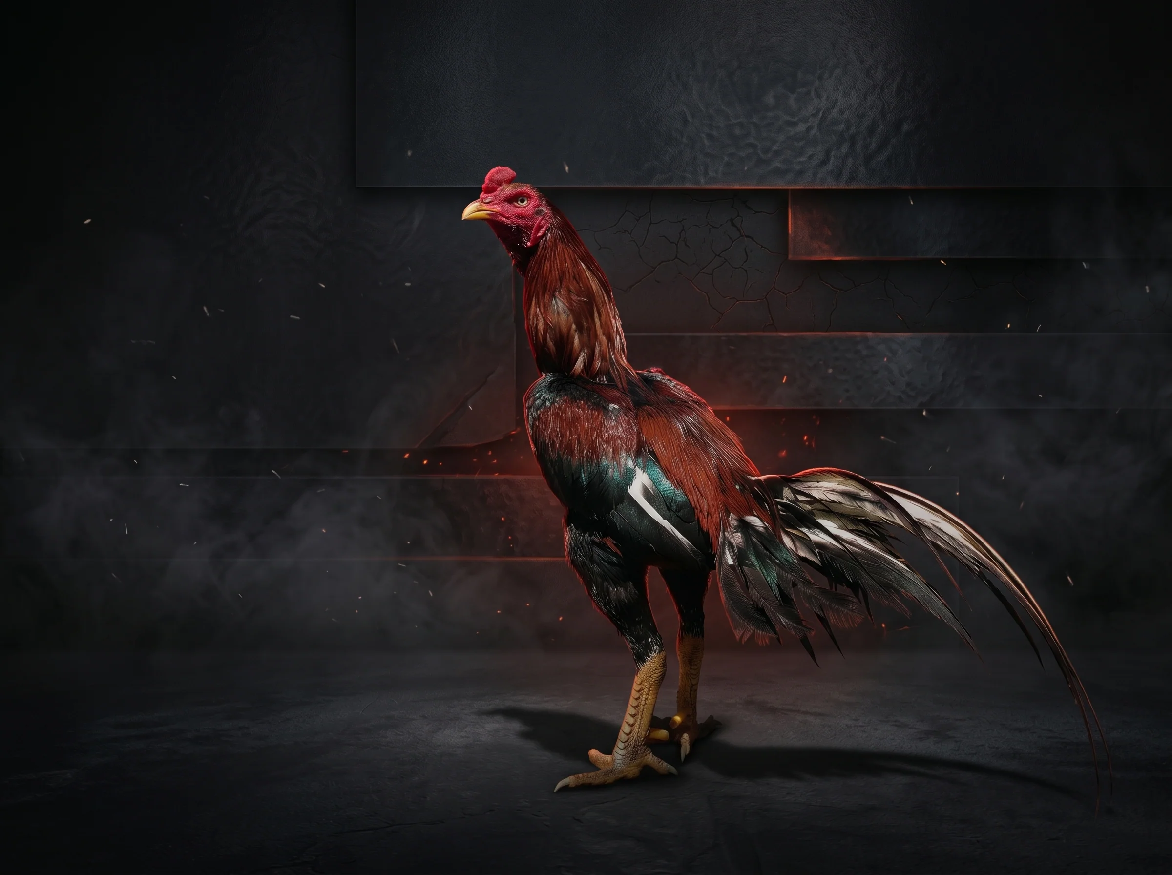 ayam aduan super istimewa bramatius api (1)