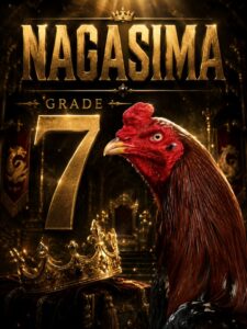 nagasima - ayam aduan bakat juara dunia
