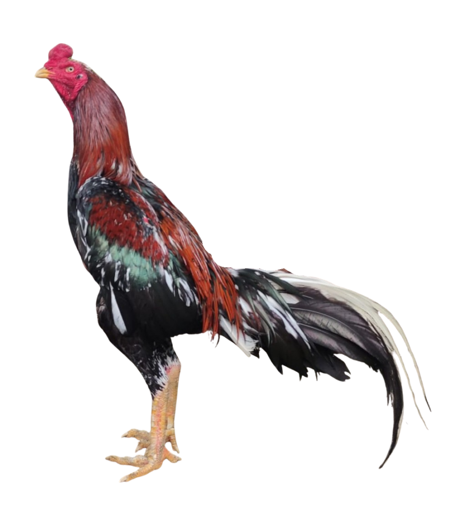 nagasima full body