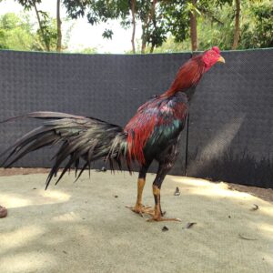 IMG_20260712_140633 DAFINEZ SATRIA