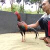 IMG_20260803_120504 ASOKA BRAMATIUS