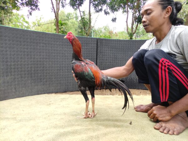 IMG_20260803_120504 ASOKA BRAMATIUS