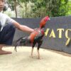 IMG_20260803_120822 ASOKA BRAMATIUS