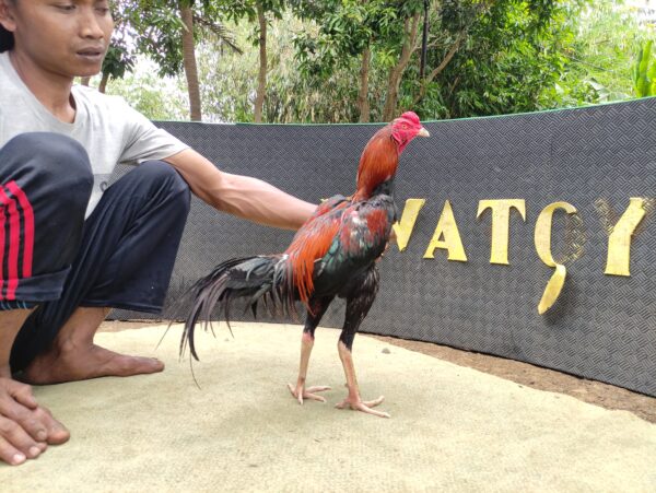 IMG_20260803_120822 ASOKA BRAMATIUS