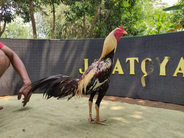 IMG_20260816_122404 JALATRAM NAGAPATI