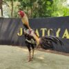 IMG_20260816_122441 JALATRAM NAGAPATI