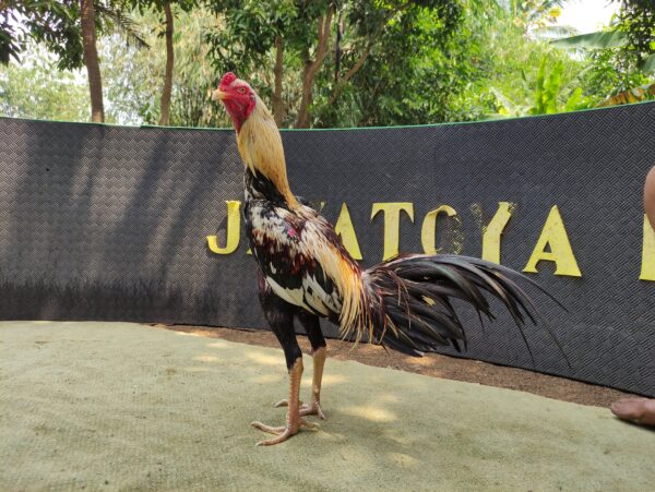IMG_20260816_122441 JALATRAM NAGAPATI