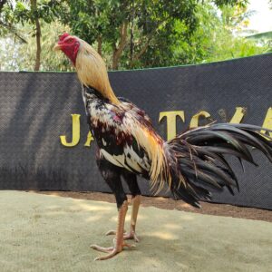 JALATRAM NAGAPATI