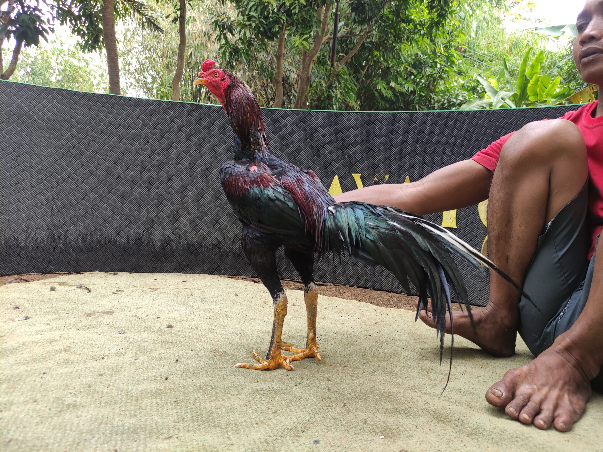 BRAMONO BRAMATIUS (SOLD OUT)
