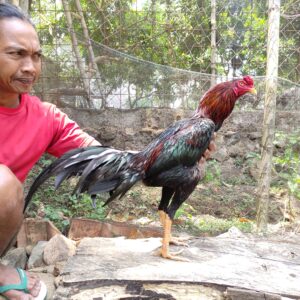 PEREGRINE RAKALANGIT